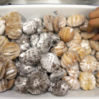 Deváťáci pečou sušenky na adventní trhy